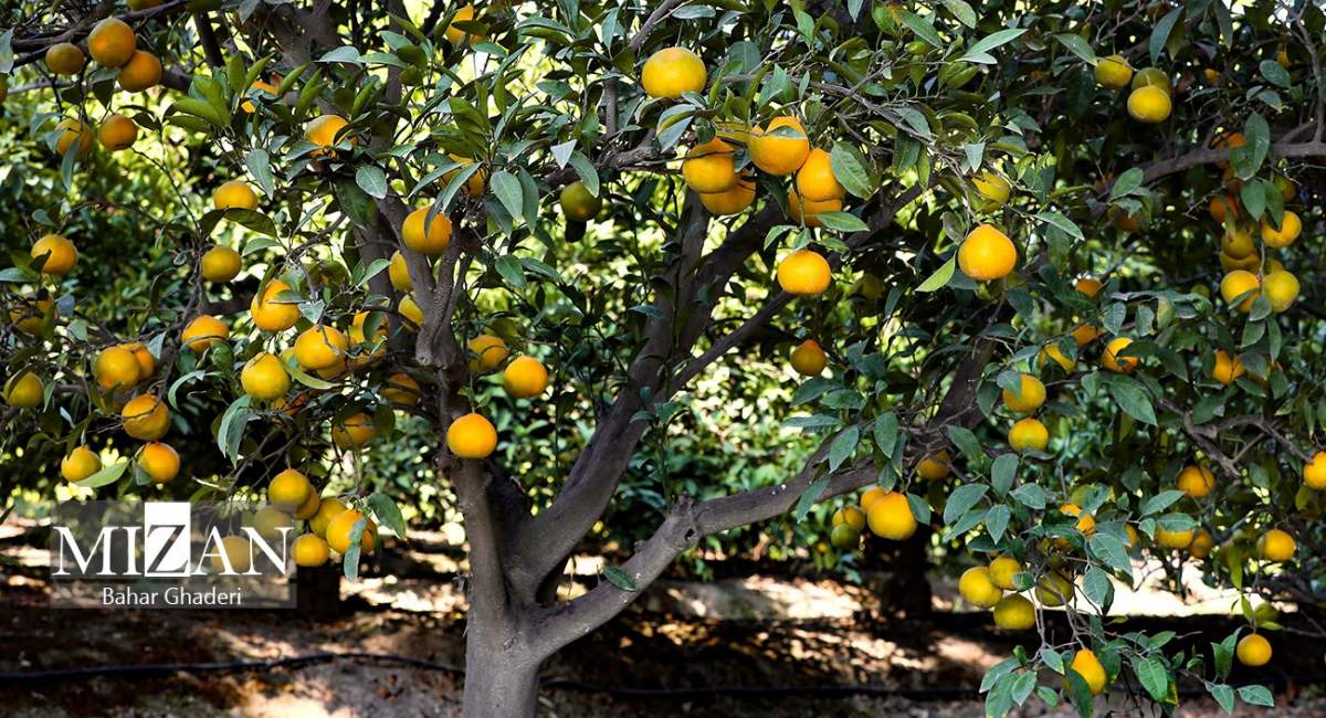 برداشت نارنگی از باغات هاشم‌آباد گرگان  