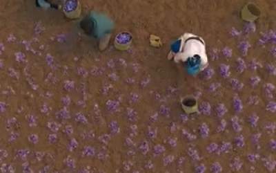 عکس/ برداشت زعفران در تربت حیدریه