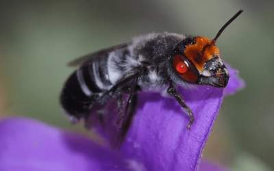کشف حشره شیطانی در استرالیا