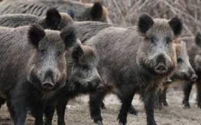 عبور گله گراز وحشی از جاده‌ای در خراسان شمالی  <img src="https://cdn.jahannews.com/images/video_icon.png" width="16" height="16" border="0" align="top">