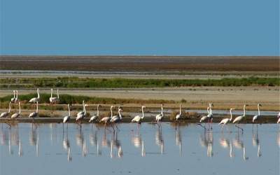 اقدام جالب استقلال در جهت حمایت از محیط زیست