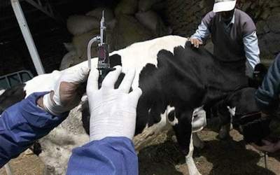 امکان انتقال تب برفکی به انسان وجود دارد؟