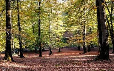 عکس/ طبیعت زیبای پاییز در گیلان