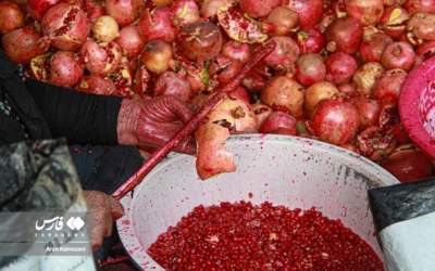 عکس/ دان کردن میوه بهشتی