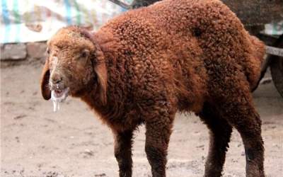 ‌ تب برفکی به انسان منتقل نمی‌شود