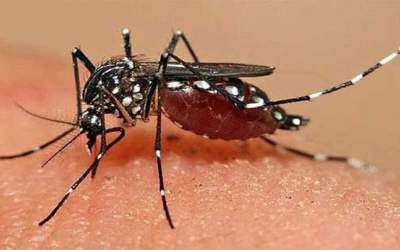 شناسایی ۲۰۶ فرد مبتلا به تب دنگی در هرمزگان