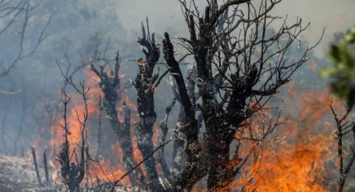جنگل‌ها در حال سوختن؛ بیانیه می‌دهند!