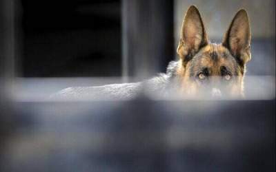 حمله سگ‌ها و گربه‌ها به ایران