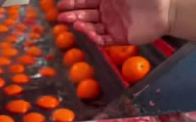 واکنش سازمان غذا و دارو به رنگ کردن پرتقال‌ها  <img src="https://cdn.jahannews.com/images/video_icon.png" width="16" height="16" border="0" align="top">