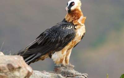 ثبت تصویر هما در آسمان خوش‌ییلاق‌  <img src="https://cdn.jahannews.com/images/video_icon.png" width="16" height="16" border="0" align="top">