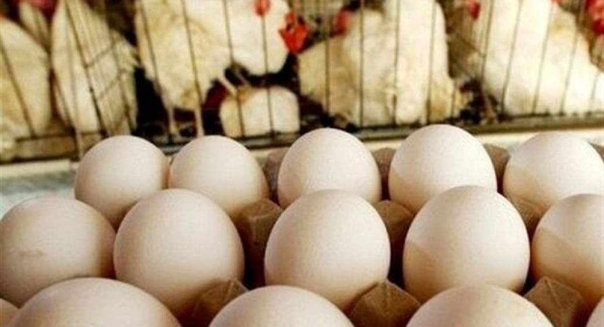 افزایش بی سابقه قیمت تخم مرغ در سایه نبود نظارت