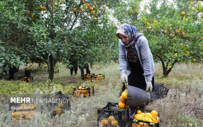 برداشت پرتقال در گلستان  <img src="https://cdn.jahannews.com/images/picture_icon.png" width="16" height="16" border="0" align="top">