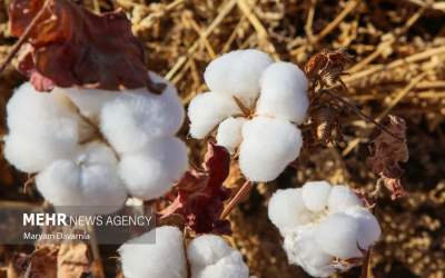 برداشت پنبه از مزارع خراسان شمالی  <img src="https://cdn.jahannews.com/images/picture_icon.png" width="16" height="16" border="0" align="top">