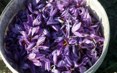 افزایش موارد تقلب در پودر و عصاره‌های زعفران