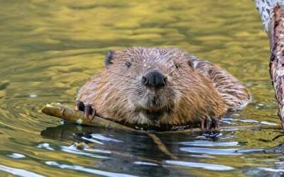 قدم‌زدن سگ آبی در وسط خیابان‌ +فیلم  <img src="https://cdn.jahannews.com/images/video_icon.png" width="16" height="16" border="0" align="top">