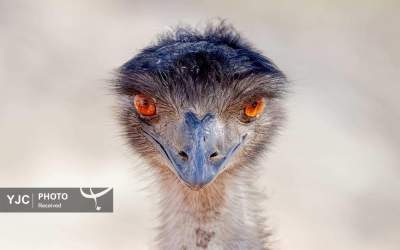 عکس/ چشمان این پرنده با شما حرف می‌زند