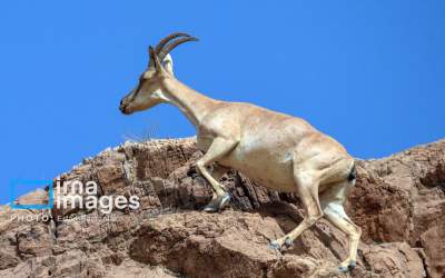 تصاویر سلاطین صخره‌  <img src="https://cdn.jahannews.com/images/picture_icon.png" width="16" height="16" border="0" align="top">