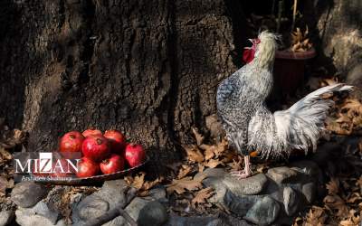 پاییز در کوچه باغ‌های درکه  <img src="https://cdn.jahannews.com/images/picture_icon.png" width="16" height="16" border="0" align="top">