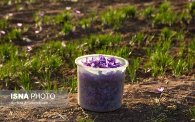 تصاویر طلای سرخ نیشابور  <img src="https://cdn.jahannews.com/images/picture_icon.png" width="16" height="16" border="0" align="top">