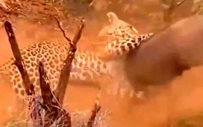 کمین پلنگ برای شکار گراز  <img src="https://cdn.jahannews.com/images/video_icon.png" width="16" height="16" border="0" align="top">