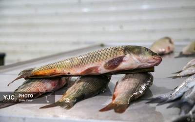 بازاری با بوی دریا، صدای ماهیگیران و رنگ‌ ماهیان  <img src="https://cdn.jahannews.com/images/picture_icon.png" width="16" height="16" border="0" align="top">