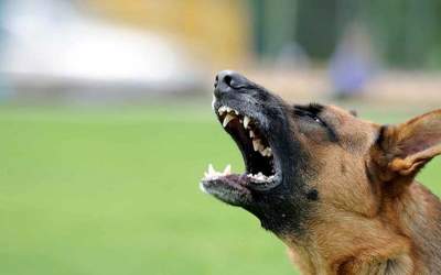 حمله سگ تربیت شده به یک کودک  <img src="https://cdn.jahannews.com/images/video_icon.png" width="16" height="16" border="0" align="top">