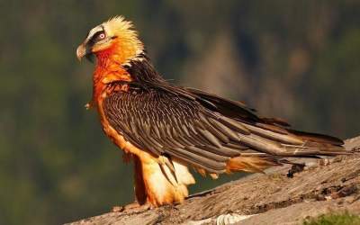 مشاهده ۲ هما در آسمان پارک ملی صیدوا  <img src="https://cdn.jahannews.com/images/video_icon.png" width="16" height="16" border="0" align="top">