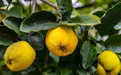 چرا بهترین میوه در زمستان به است؟  <img src="https://cdn.jahannews.com/images/video_icon.png" width="16" height="16" border="0" align="top">