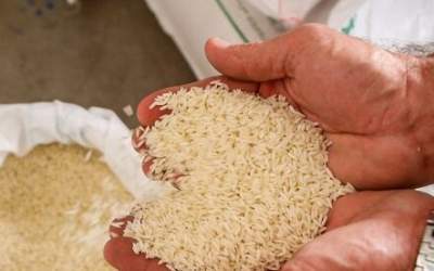 واردات ۶۰۰ هزار تن برنج تا پایان سال ضروری است