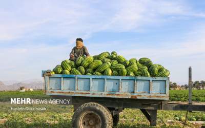 عکس/ هم نشینی با هندوانه