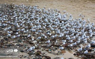 عکس/ آب کاکایی‌ها مهمان رودخانه چالوس