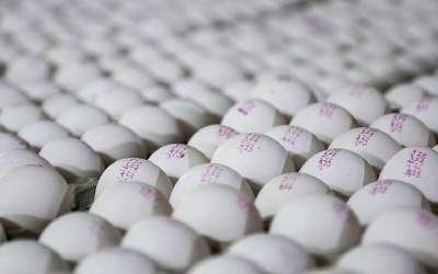 صادرات تخم مرغ از سرگرفته شد