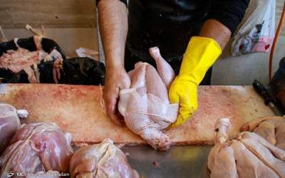 قیمت مرغ عقب نشینی کرد