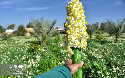 بفرمایید گل نرگس +تصاویر  <img src="https://cdn.jahannews.com/images/picture_icon.png" width="11" height="10" border="0" align="top">