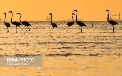 میهمان آب‌های گرم خلیج فارس +تصاویر  <img src="https://cdn.jahannews.com/images/picture_icon.png" width="11" height="10" border="0" align="top">