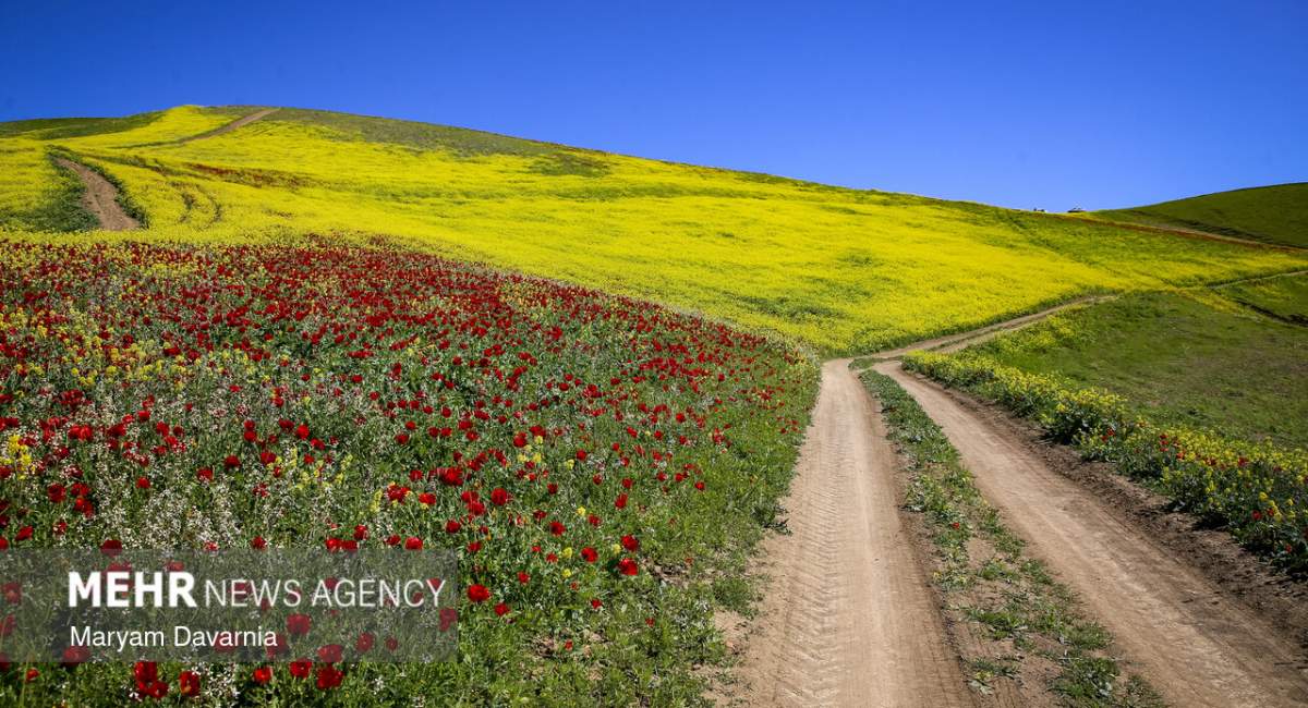 دشت زیبای کلزا در خراسان شمالی  