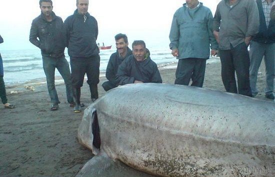 صید بزرگترین ماهی ازون برون دریای خزر - جهان نيوز